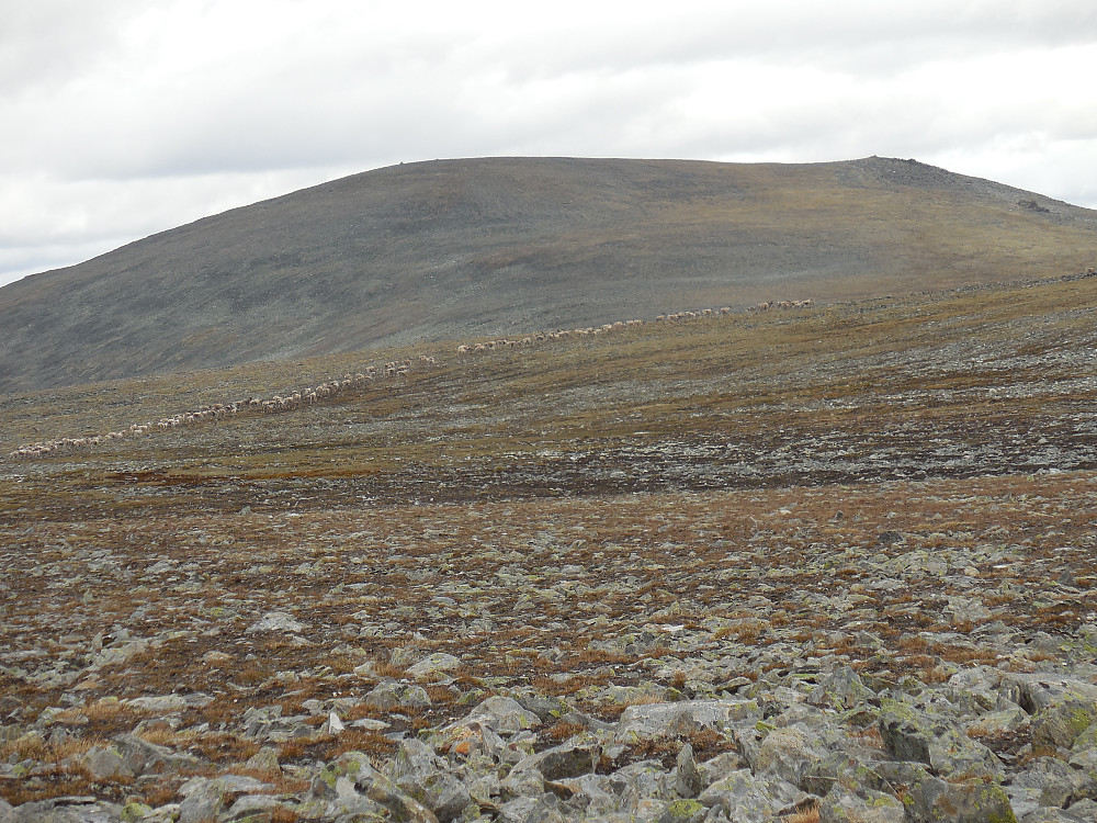 En flokk på ca. 200 reinsdyr holdt til i kvølvet mellom Blåhøe og Blåberget.