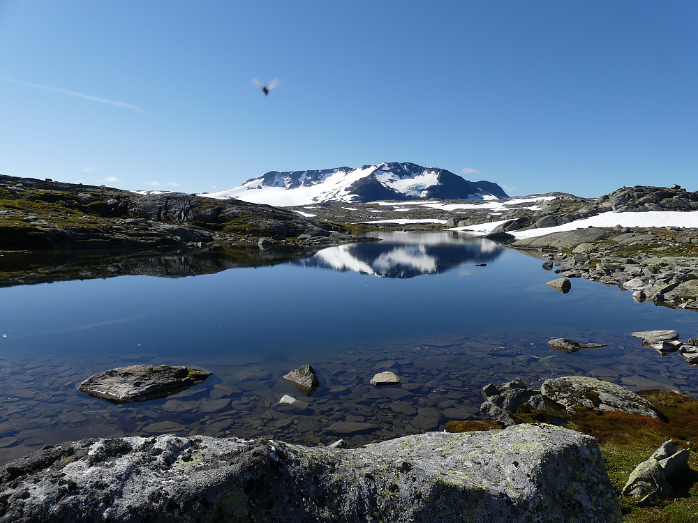 Mygg over Fannaråken!