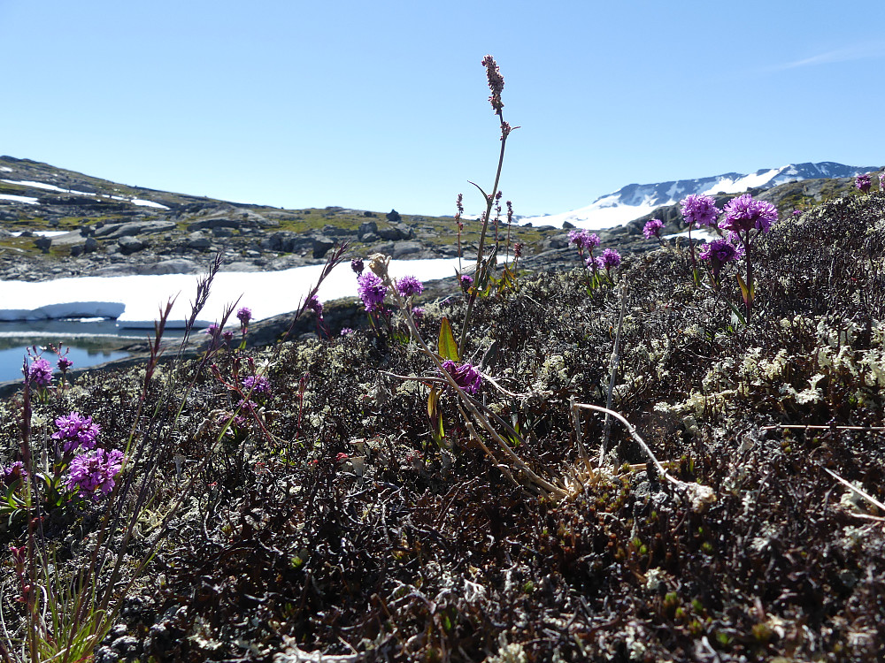 Fjelltjæreblommen er på sitt fineste nå.