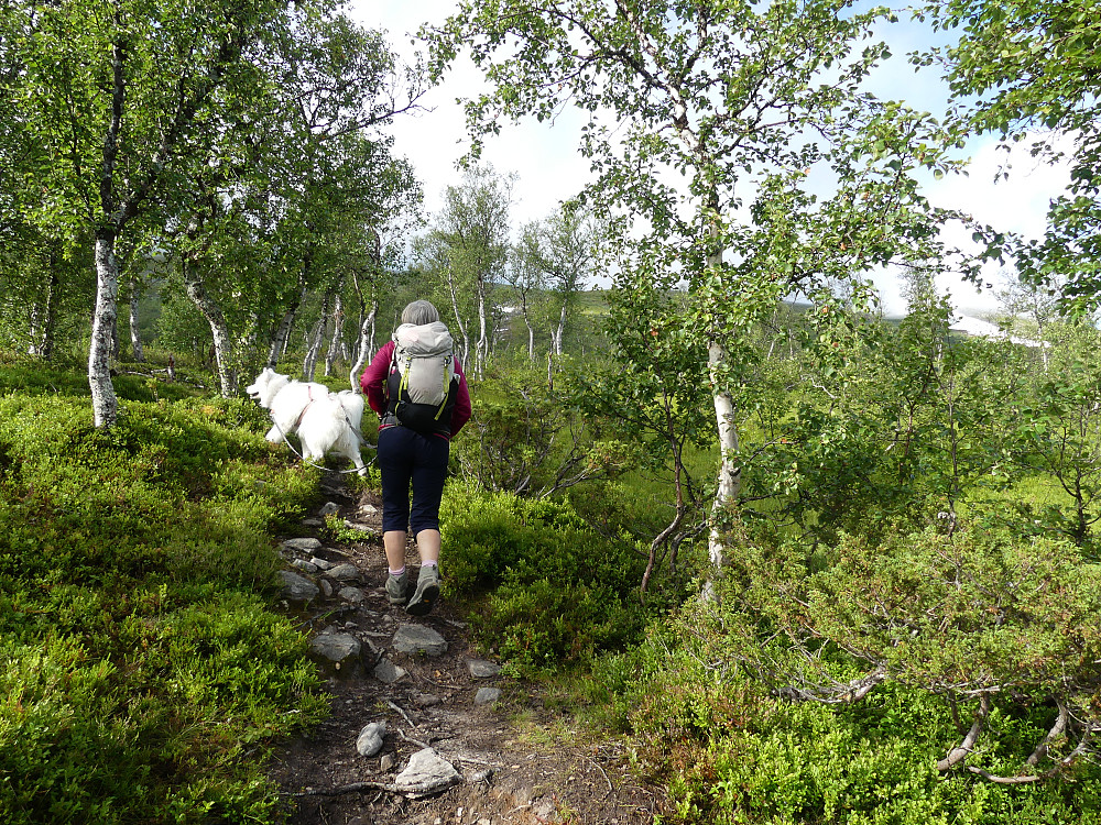 På T-stien fra Langoddsætra til Storlidalen.