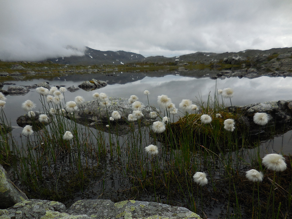 Fjellsnøull.