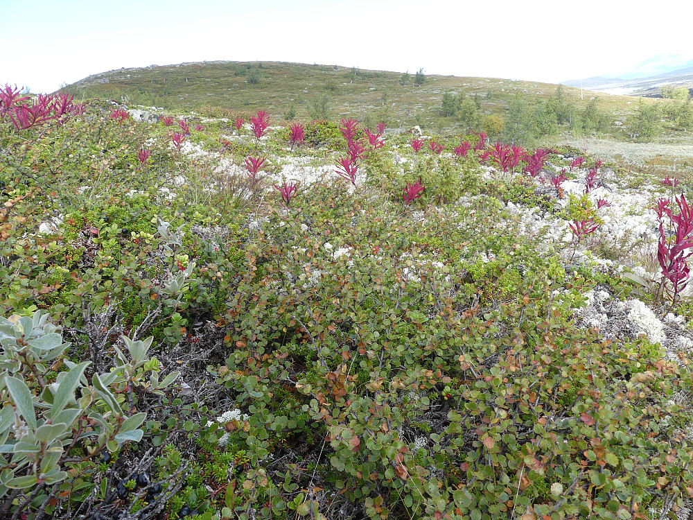 Geitramsen har fått høstfarger. Hundfethøa Nord i bakgrunnen.