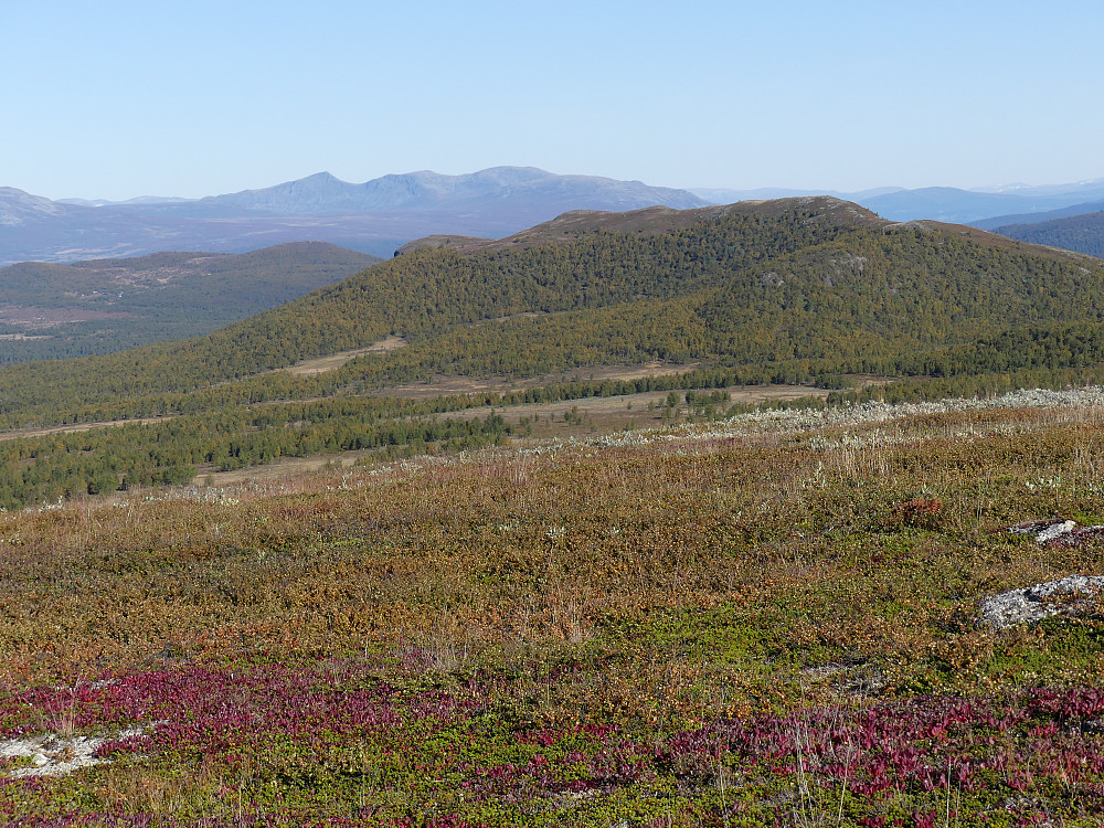 Snubbhøa.