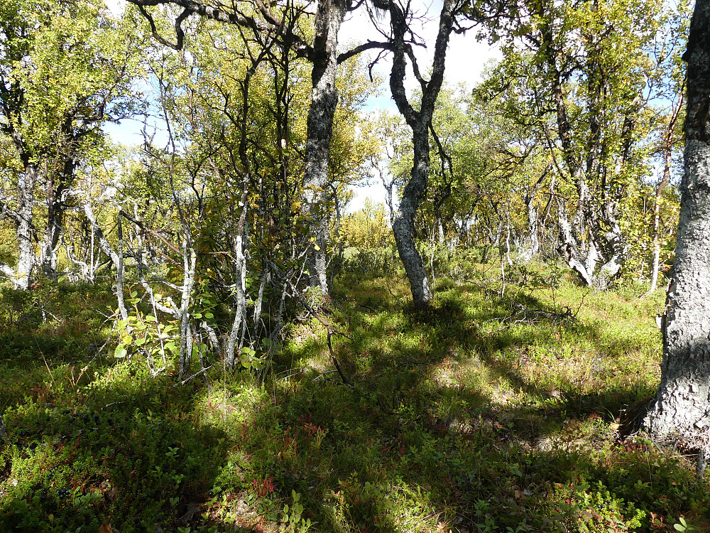 Det er tett som i jungelen på Storhaugen, 1068 moh., men fint likevel!