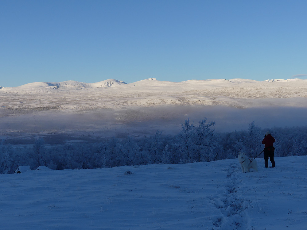 Vi har kommet oss gjennom skogen og får utsikt til Skredahøer, Svånåtinder og Snøhetta i nord.