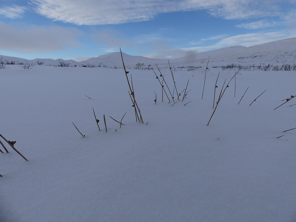 Finnmarkssiv i Grisungdalen.