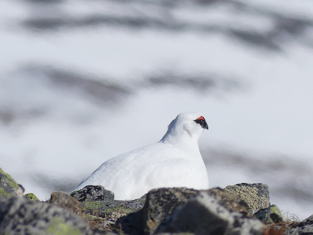 En fjellrypestegg stoler på kamuflasjen. Den tar ikke til vingene selv om jeg passerer på kloss hold.