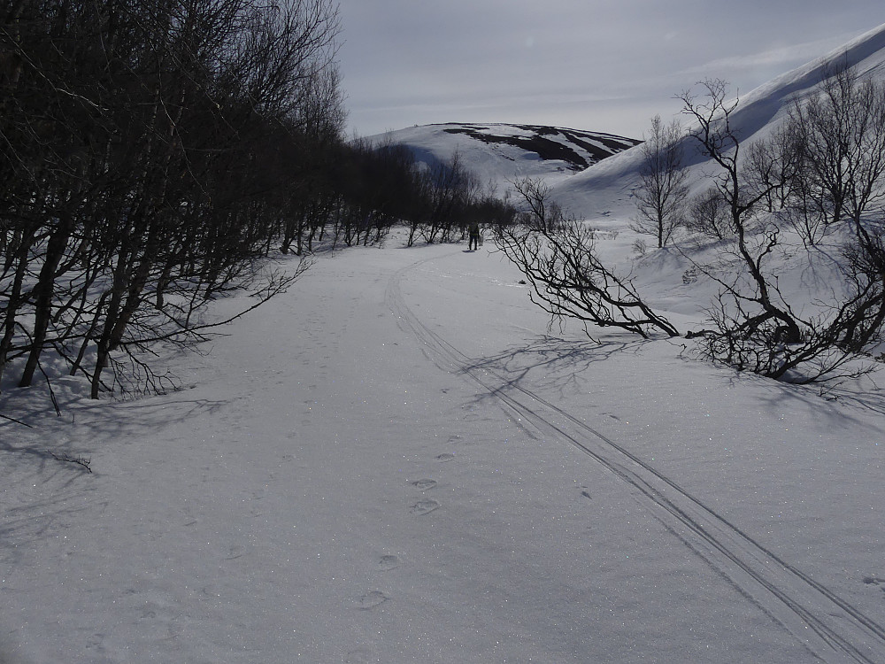 Fin-fint skiføre langs Foksåa.