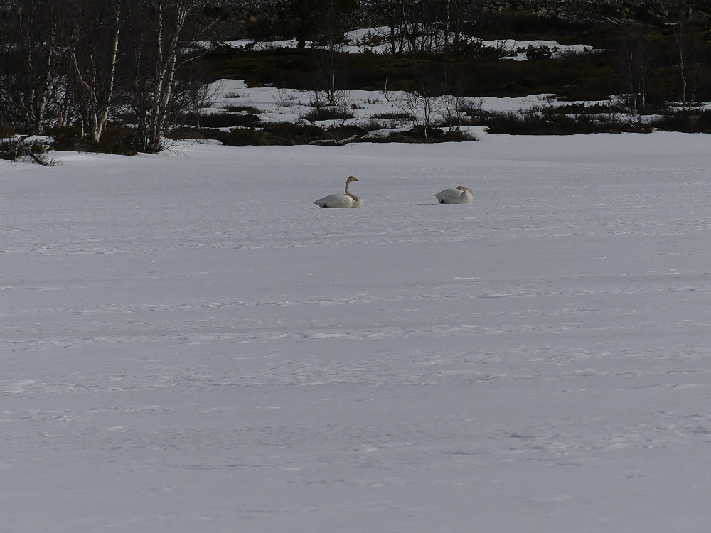 Vi passerer 2 sangsvaner på isen på Vålåsjøen.