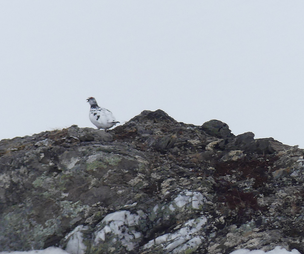 Fjellrypesteggen "raper."