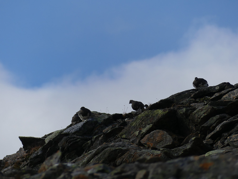 Fjellryper på toppen av Solvågfjellet.