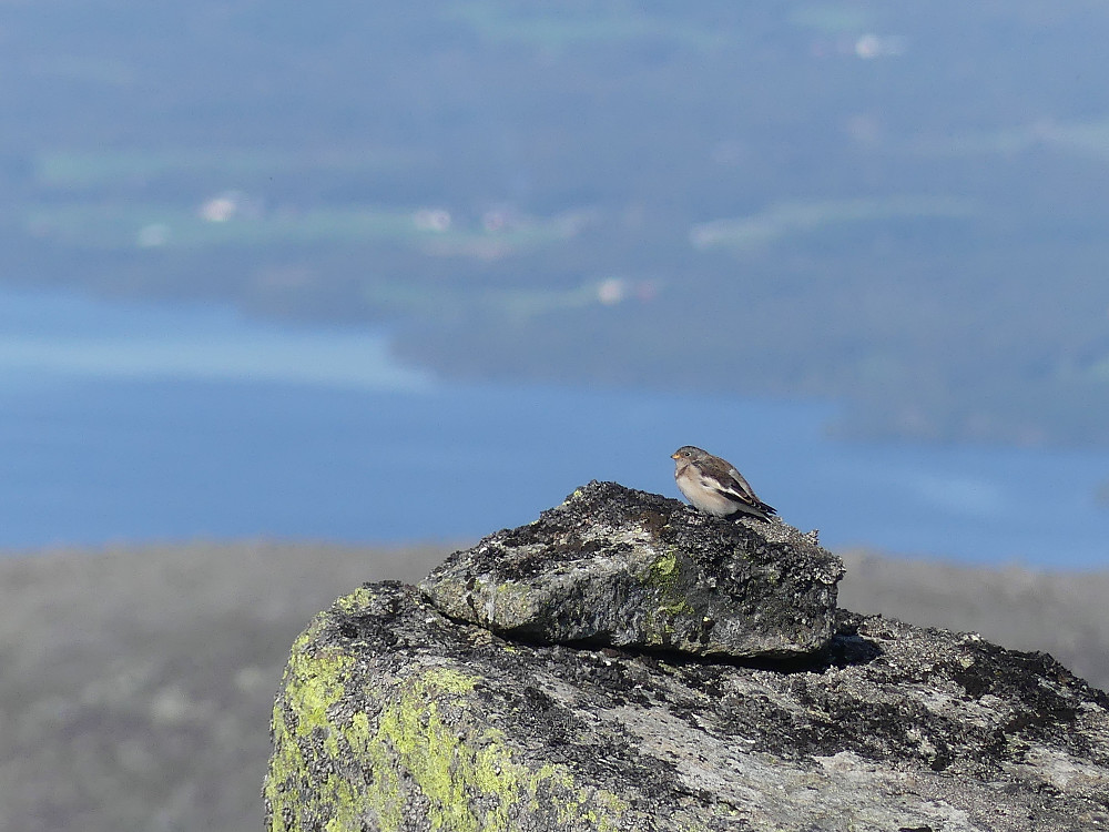 Snøspurv på toppen av Tverrviglen.