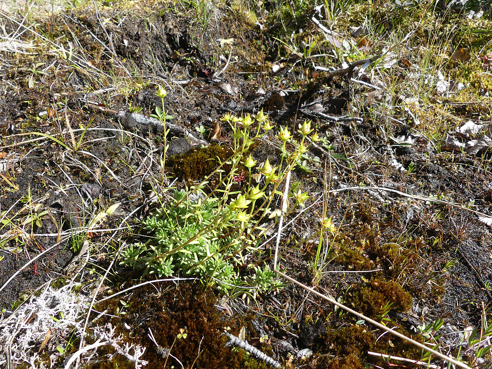 Gulsildra er ennå i blomst!