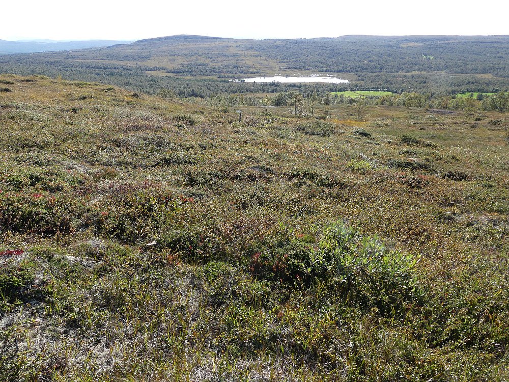 Valsettjønna med Qvintushøgda i bakgrunnen.
