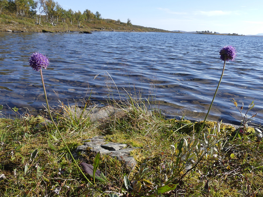 Ved Klettjønna.