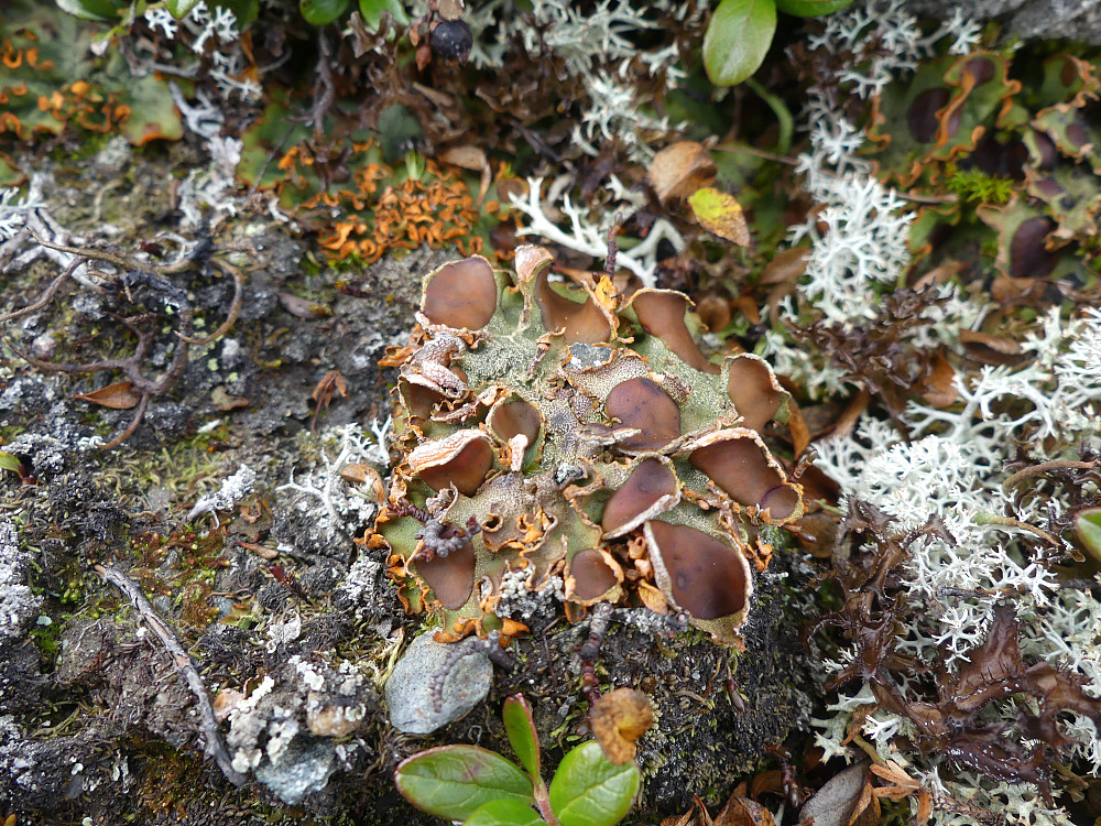 Safranlav.