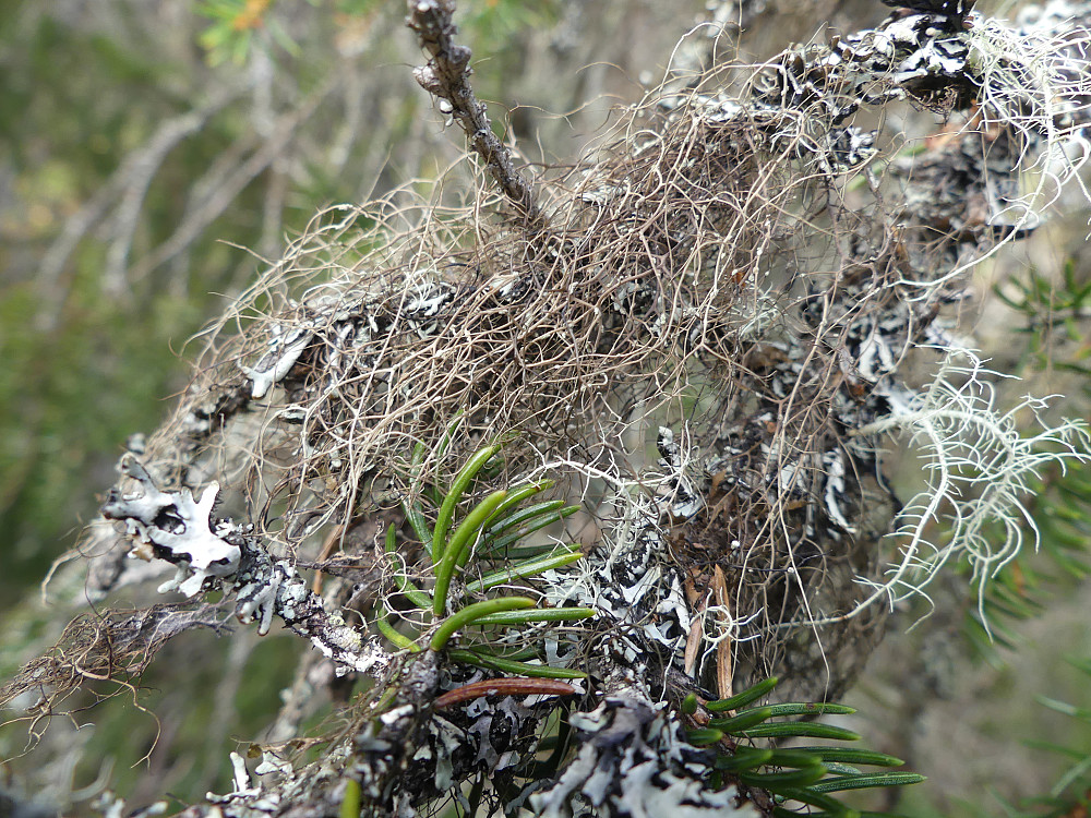 Sprikeskjegg.