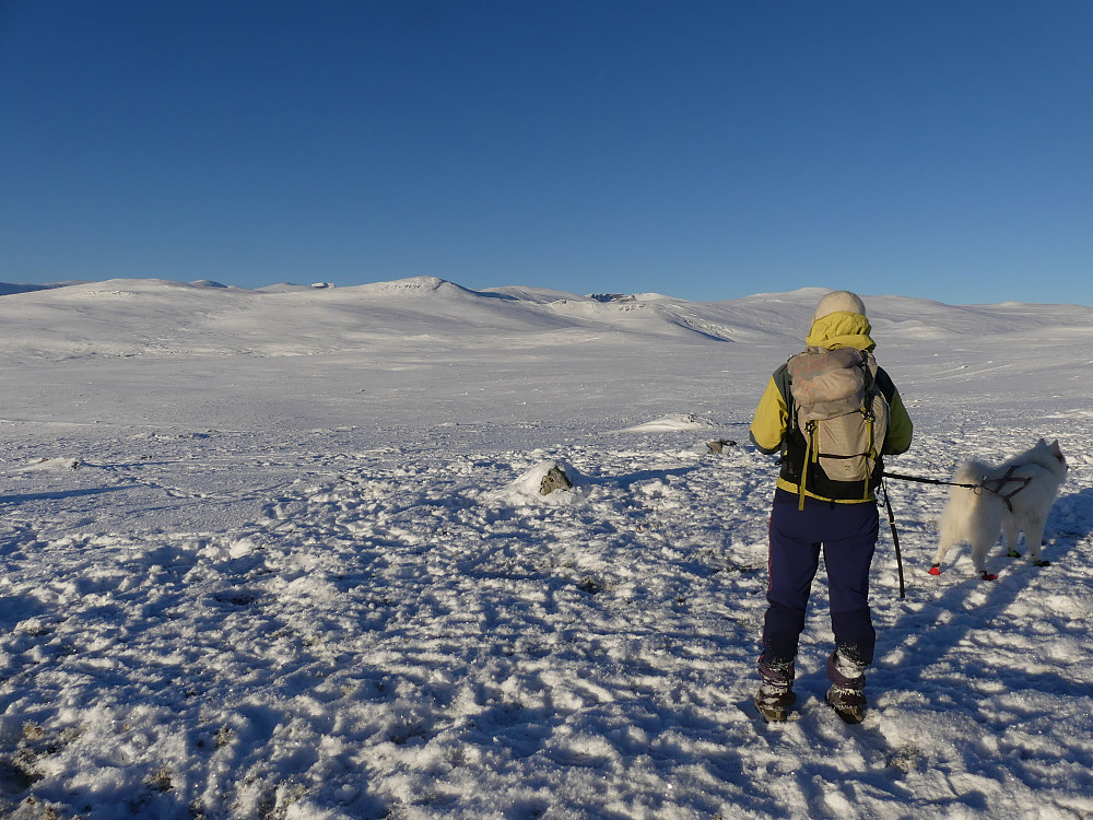 Her får Anton teften av noe. Det er en reinsflokk som er ca. 2 km unna.