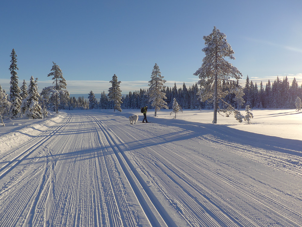 Det er kun en birkebeiner i løypa i dag.