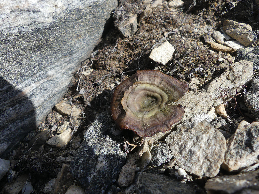 Sandkjuke i bergsprekk.