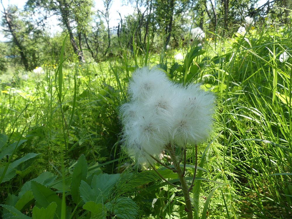 Fjellpestrota er avblomstret.
