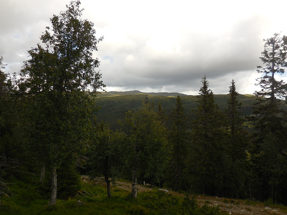 Mot Synnfjell i nord.