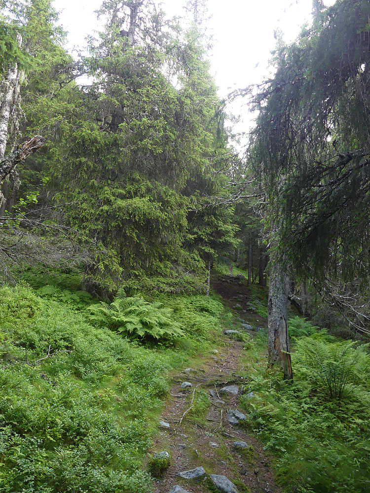 Det er god sti gjennom den tette granskogen opp mot fjellet.