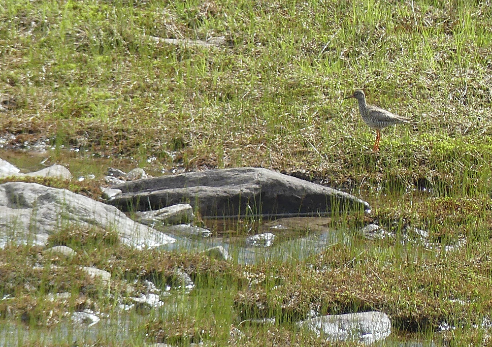 Et rødstilkpar holder til ved en av vasspyttene på fjellet.