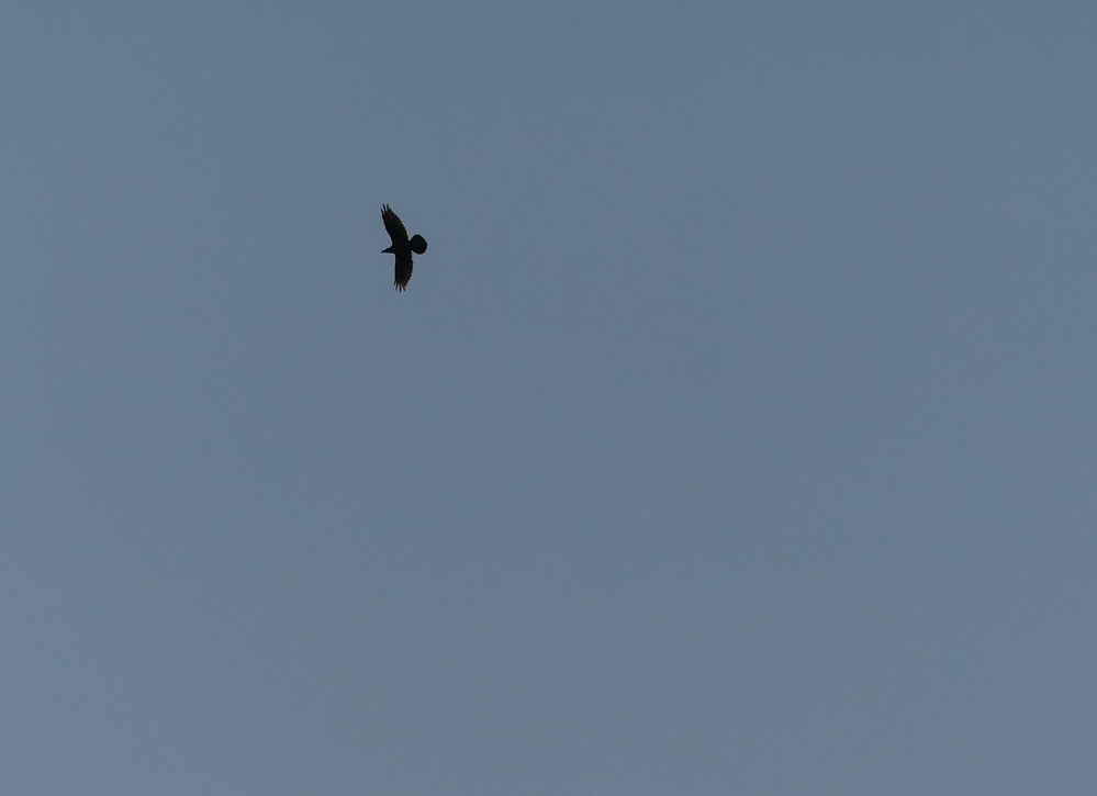 Ravn.