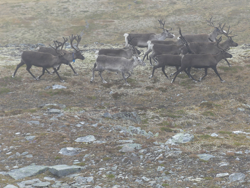 En tamreinflokk har tilhold oppunder Gjerdhøa.