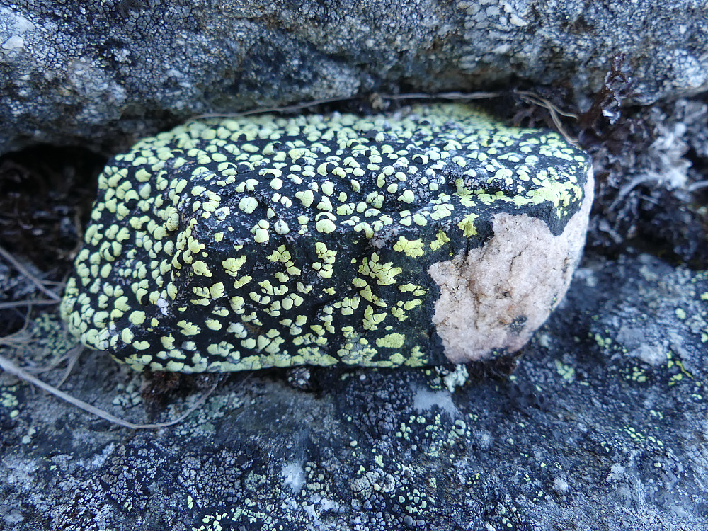 Fjellkartlav?