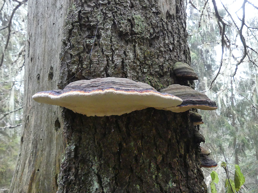 Ei gedigen rødrandkjuke i gammelskogen opp mot Digeråsen.
