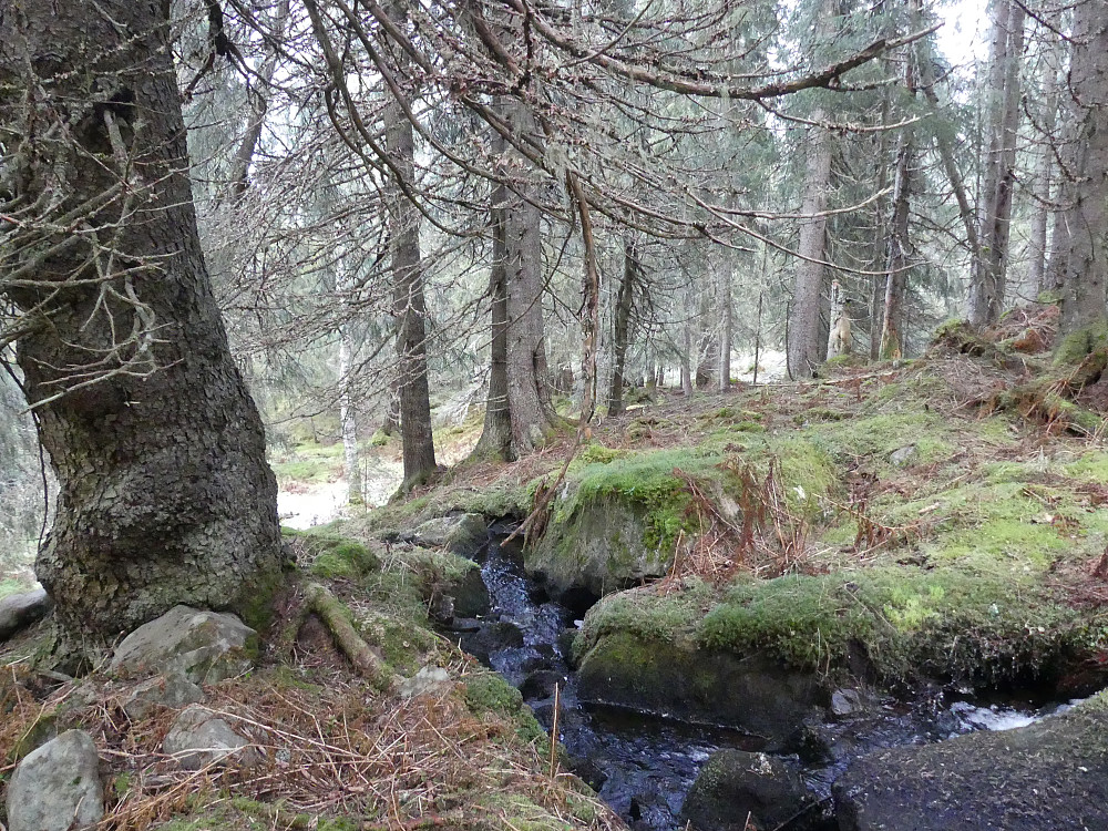 Sjeldent skogsmiljø langs Pålsbekken.