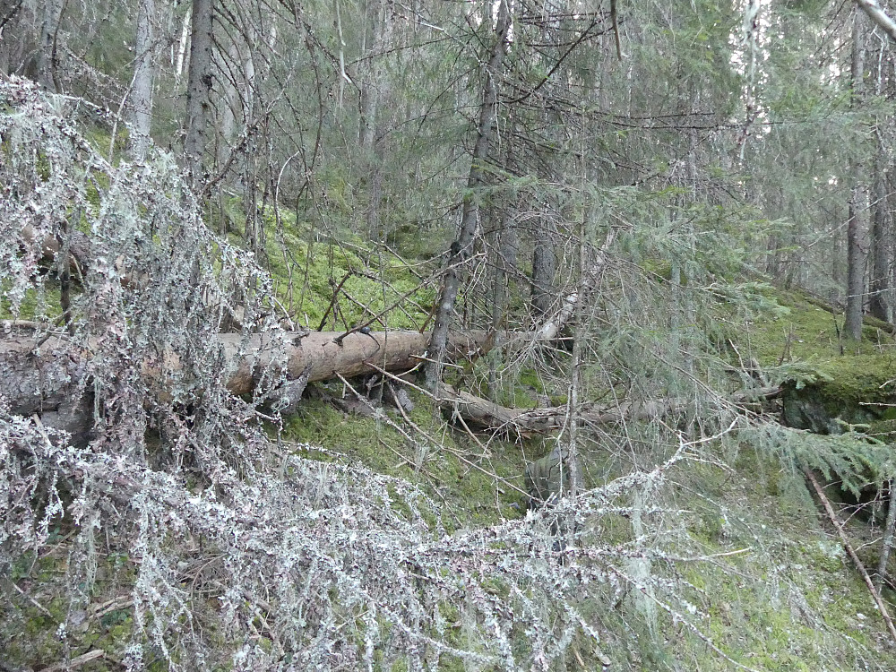 Det er småbustete, men spennende terreng "direkteruta" opp til Deifjellet, og...
