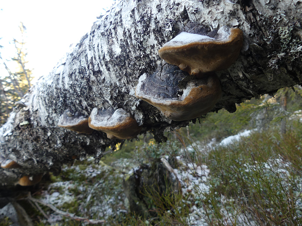 Valkildkjuke.