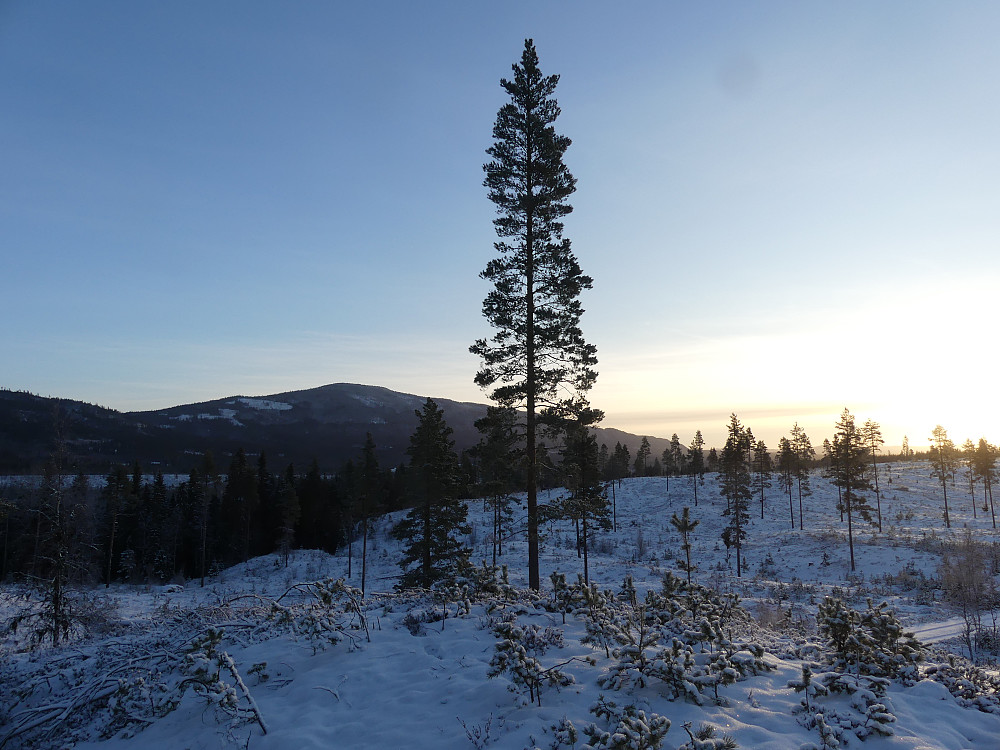 Mot Deifjellet fra ei av mange hogsflater på "Vestsida."