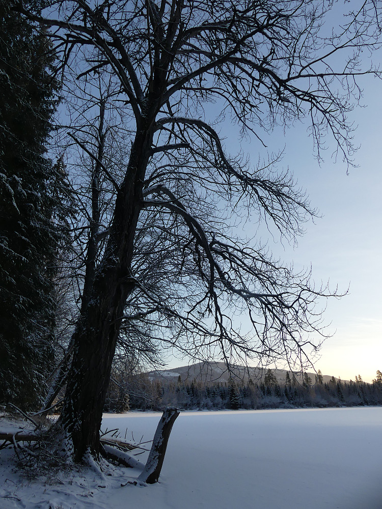 Kjempeospa ved Mostjennet. Deifjellet i bakgrunnen.