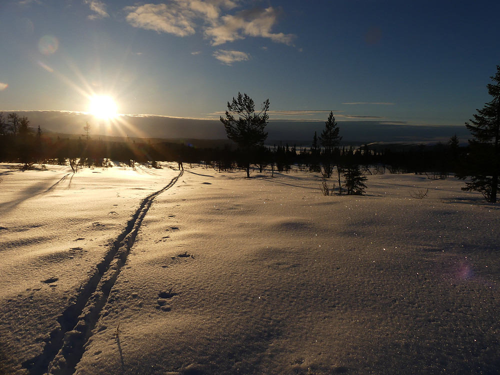 Med lav sol på Øygjotmyra.