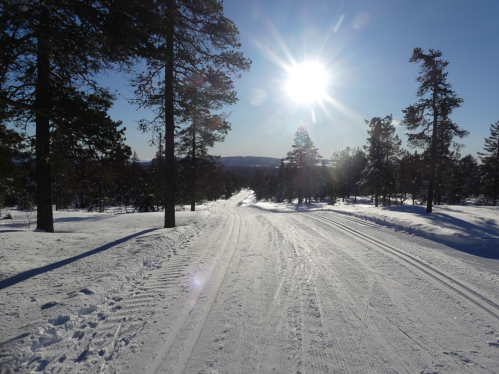 I birkebeinerløypa med nesa østover mot Skramstadsætra.