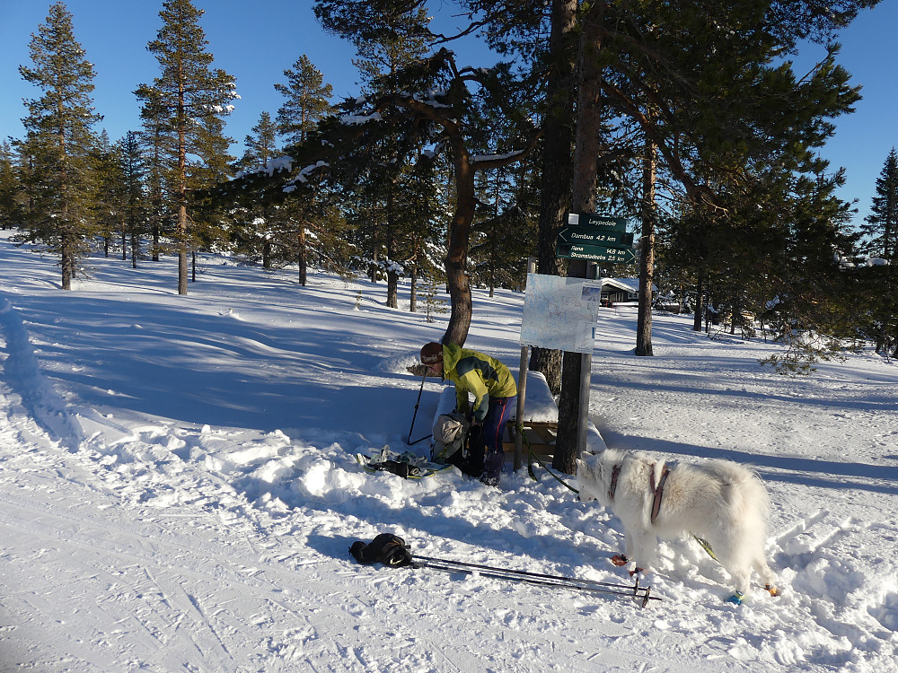 Vi går på beina etter Fjellveien og opp til birkebeinerløypa. Herfra og opp er det truger som gjelder.
