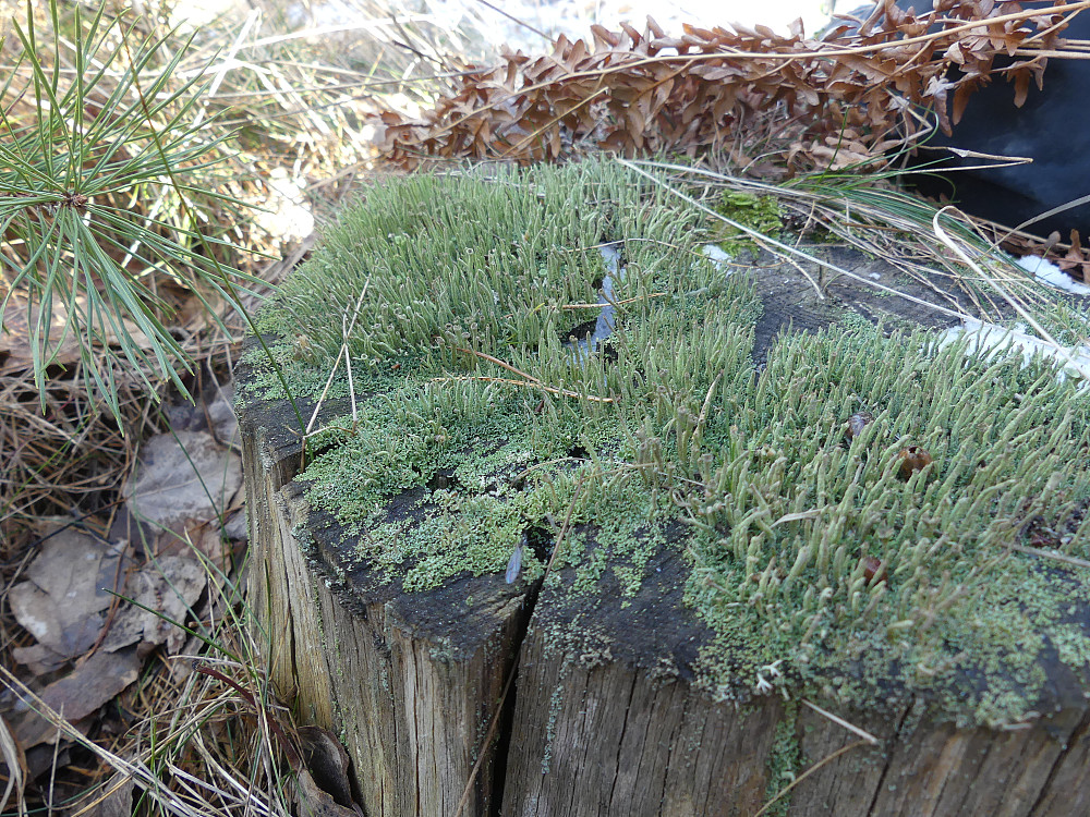En stubbe med stubbesyl.