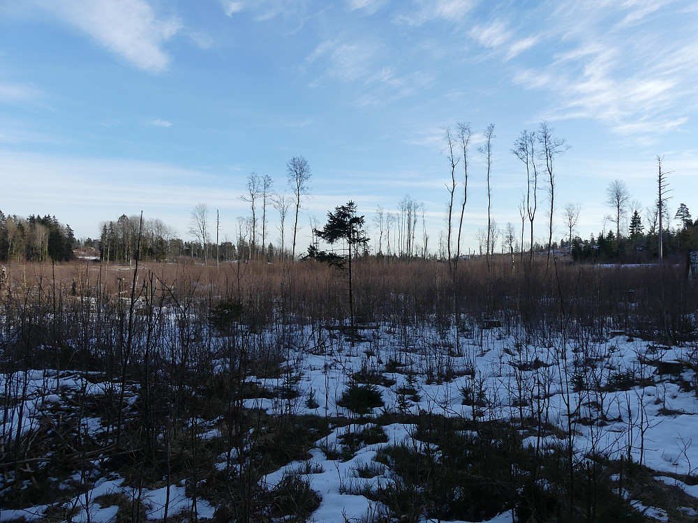 På hogstflatene ligger det fortsatt noe snø, mens det stort sett er bart inne i skogen. 