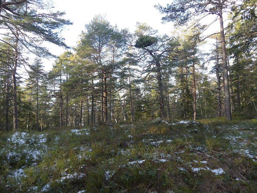 Jeg legger turen om det 1 m lavere punktet Nordvest for Høyåsen. 