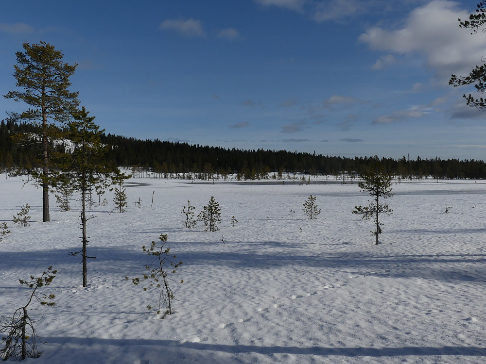 Det våres på Smalbergmyra.