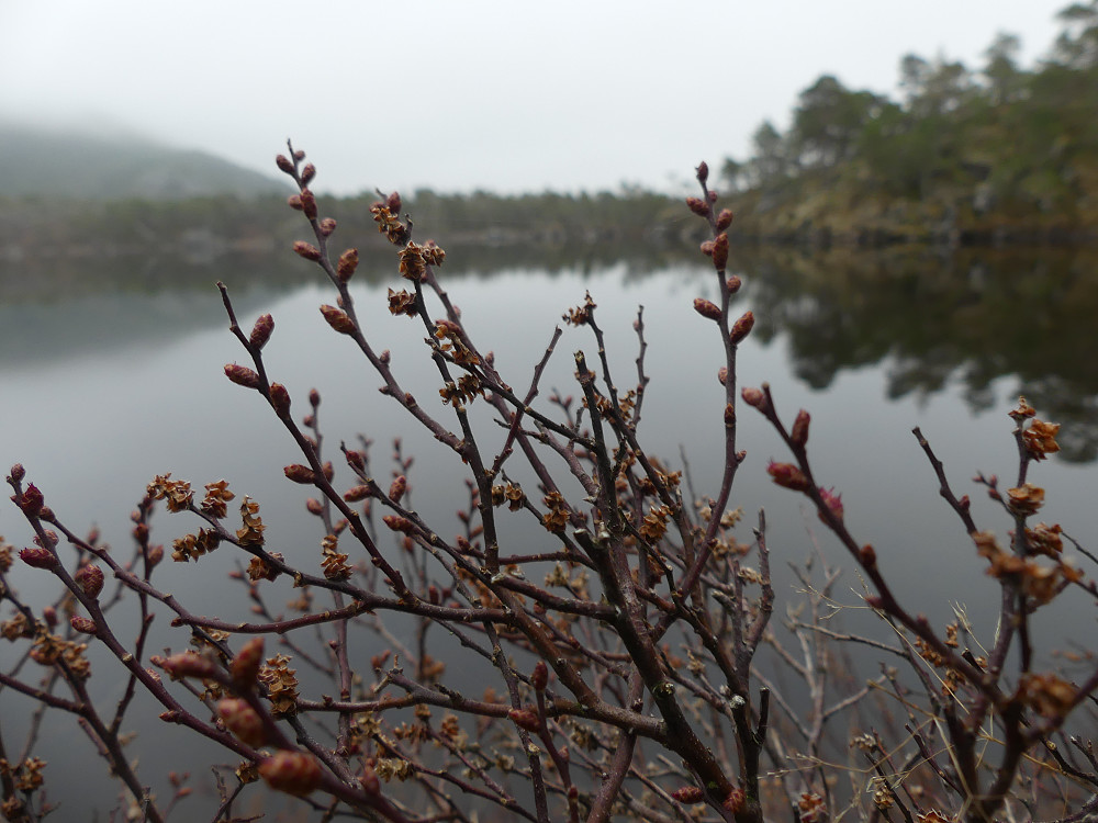 Porsen blomstrer.