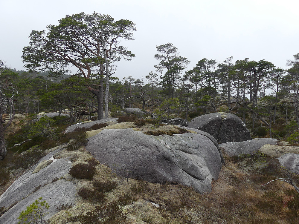 Trivelig og lettgått terreng opp mot Seterlifjellet.