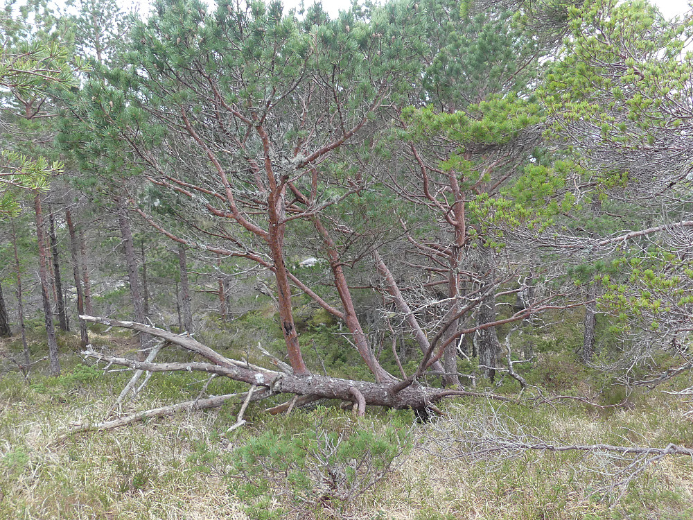 "Kronglefuru"