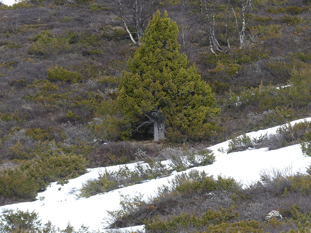 Ei "pyramidegran" til fjells.