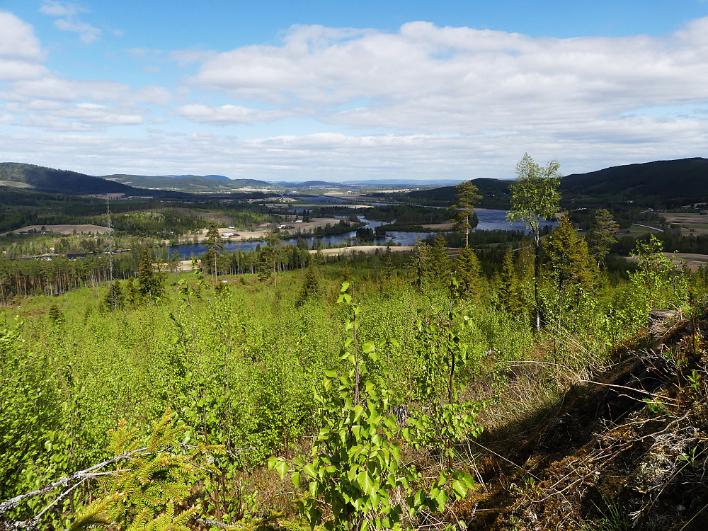 Utsikt over en åker av lauvoppslag og nordover Glåmdalen til Kirkenær.