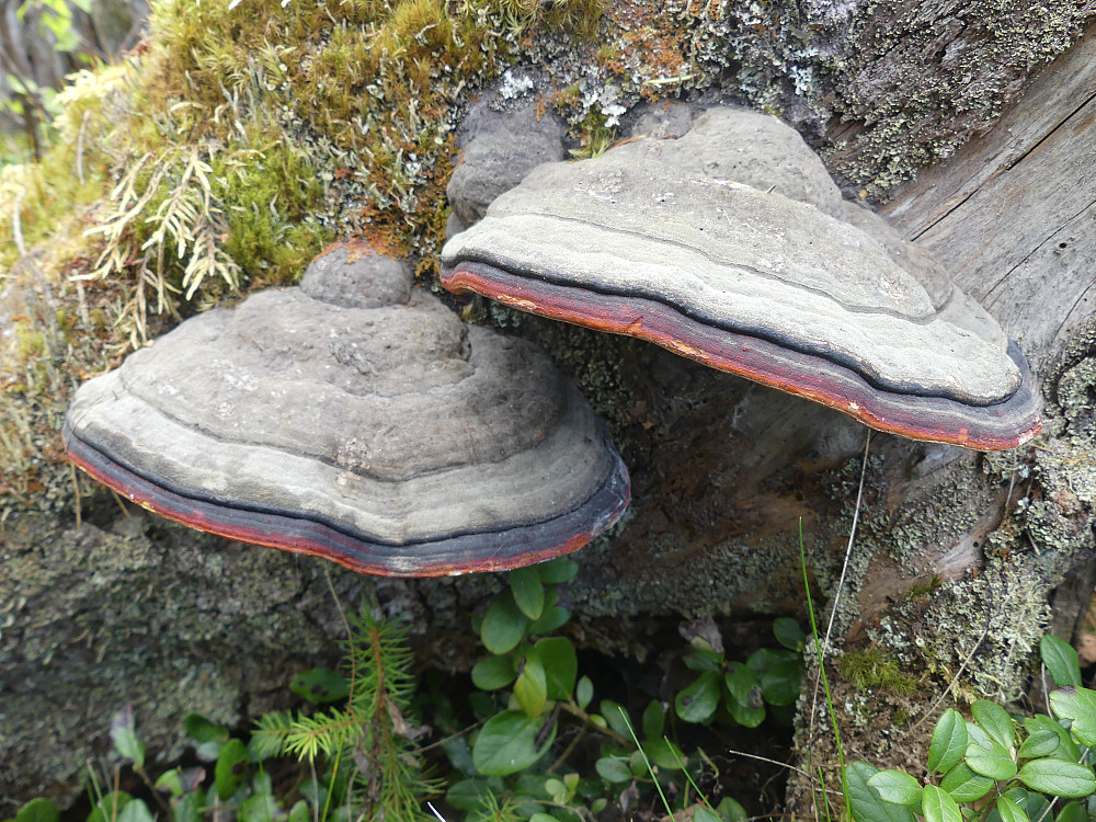 Rødrandkjuketvillinger.